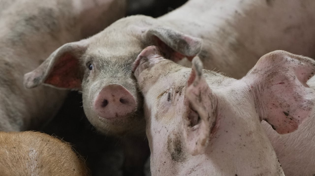 default-302 Two pigs in a hog barn are pictured with one putting its snout on the other's face.