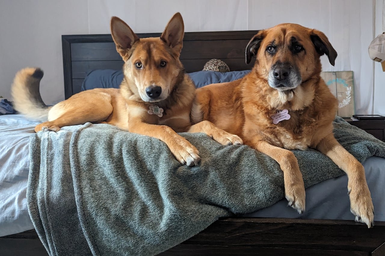 Two dogs pose for a photo on a bed.