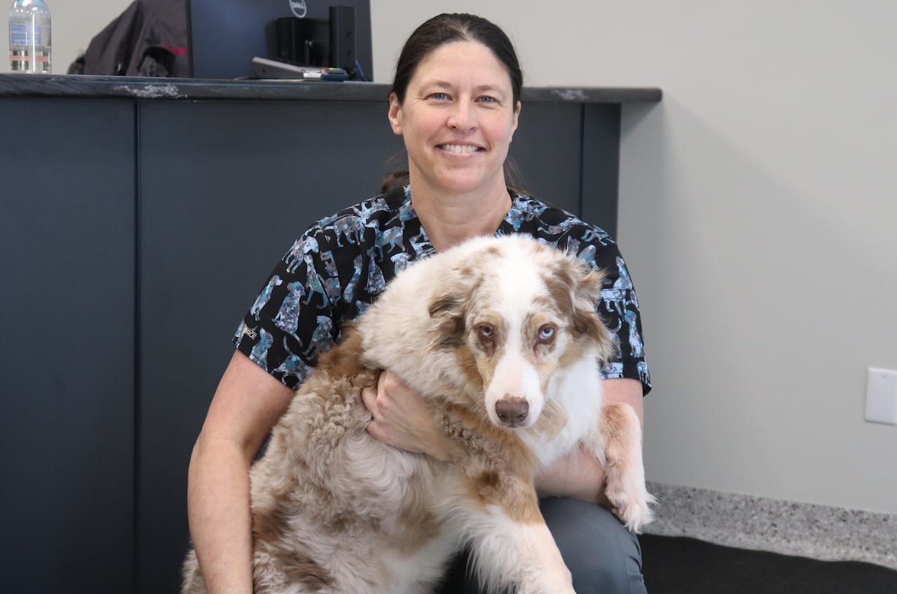 A veterinarian holds a brown and white dog inside a clinic