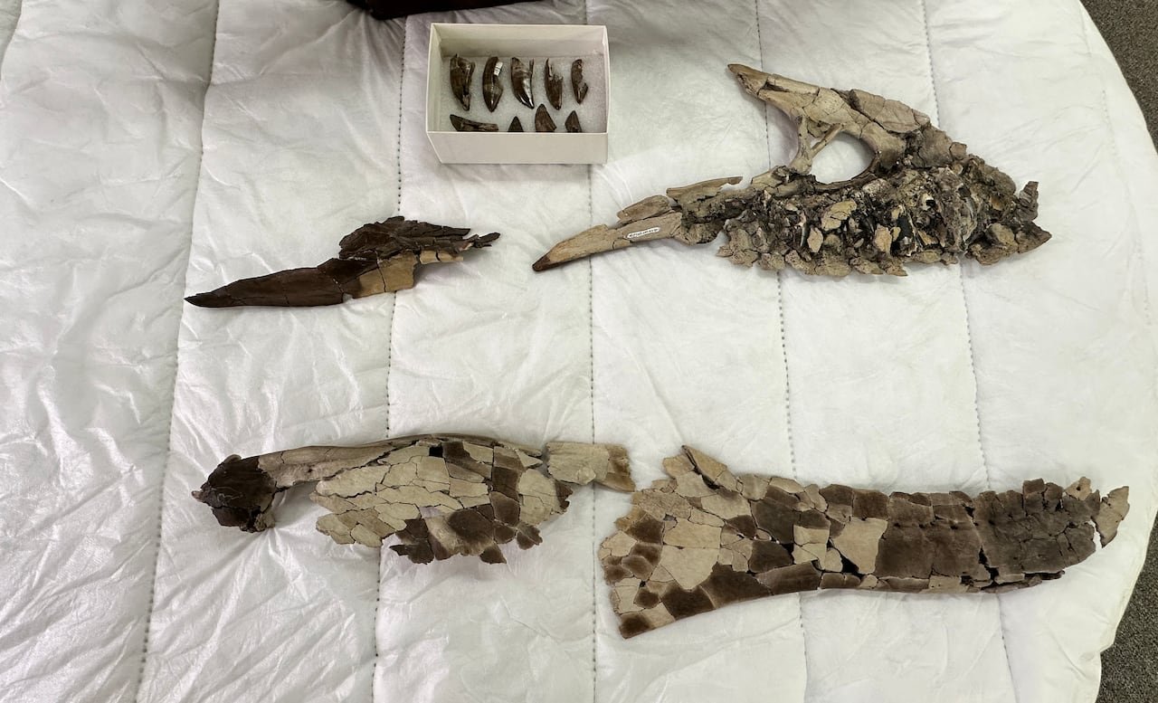Fossils lying on a white blanket